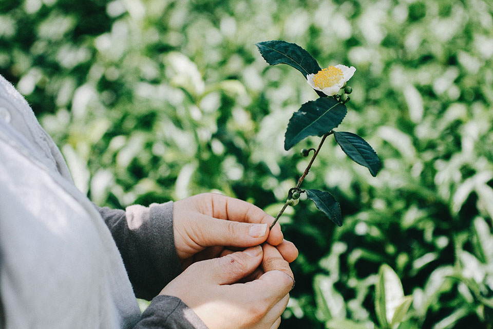 たつみ茶園 茶の花